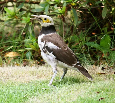Black-collared Starling