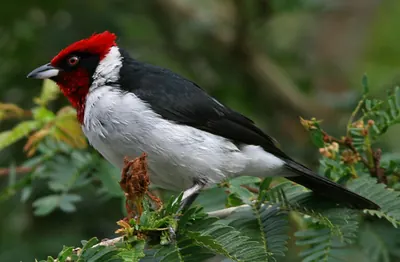 Masked Cardinal