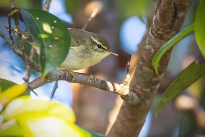Japanese Leaf Warbler