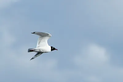 Franklin's Gull