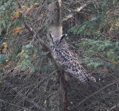 Northern Eagle Owl
