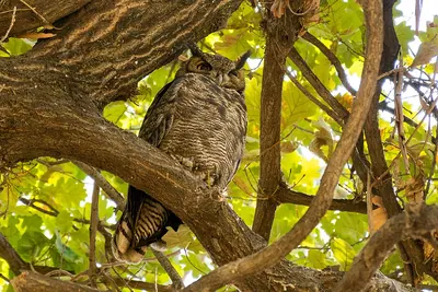 Lesser Horned Owl