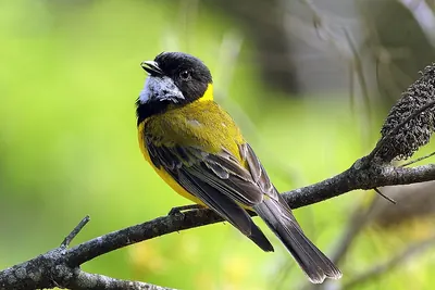 Australian Golden Whistler