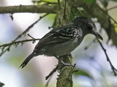 Western Slaty-antshrike