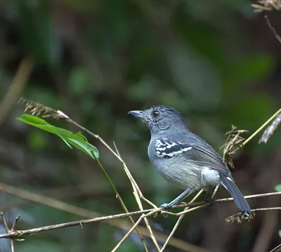 Variable Antshrike