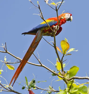Scarlet Macaw