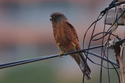Rock Kestrel
