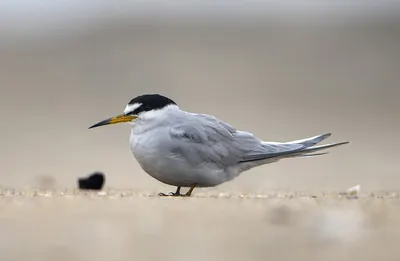 Peruvian Tern