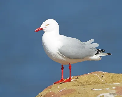Silver Gull