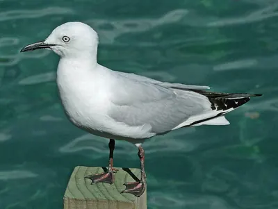 Black-billed Gull
