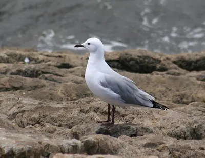Hartlaub's Gull