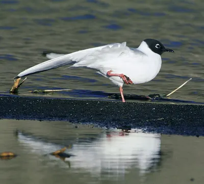 Bonaparte's Gull