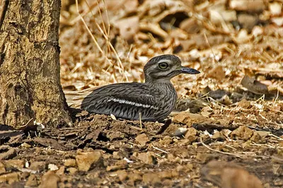 Indian Thick-knee