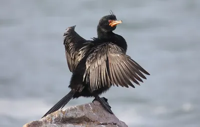 Crowned Cormorant