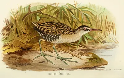 Eastern Water Rail