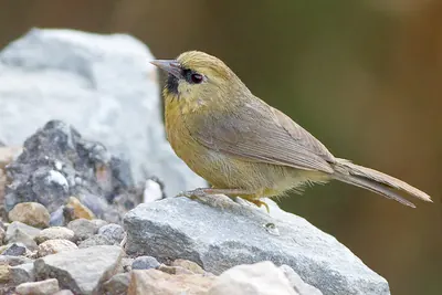 Black-chinned Babbler
