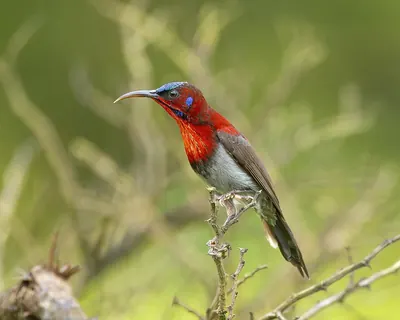 Vigors's Sunbird