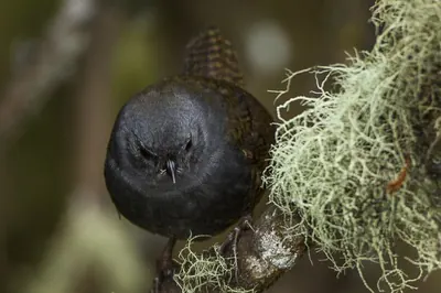 Paramo Tapaculo