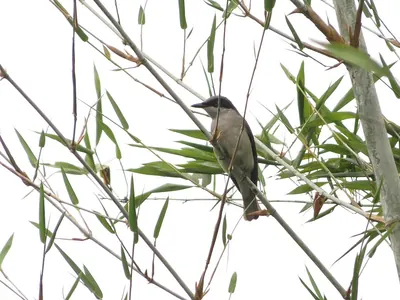 Malabar Woodshrike