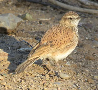 Dune Lark