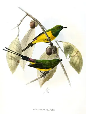 Pygmy Sunbird
