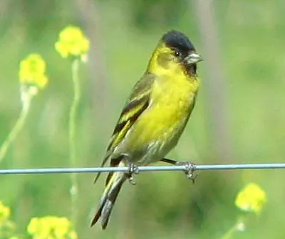 Black-chinned Siskin