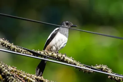 Philippine Magpie-Robin
