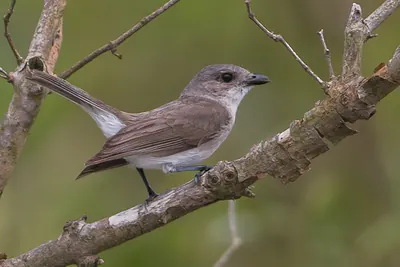 Mangrove Whistler