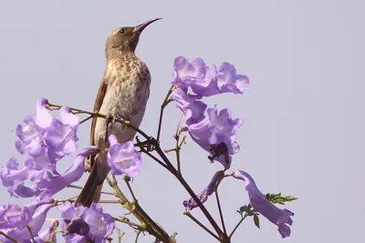 Black Honeyeater