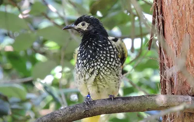 Regent Honeyeater
