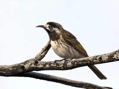 White-fronted Honeyeater