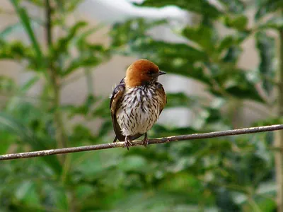 Lesser Striped Swallow