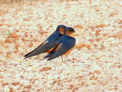 Sri Lanka Swallow