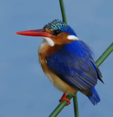 Malachite Kingfisher