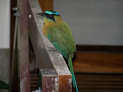 Lesson's Motmot