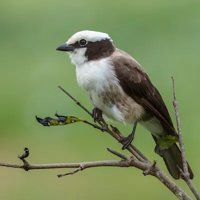 Northern White-crowned Shrike