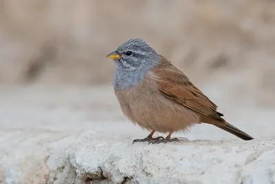 House Bunting