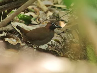 Mayan Antthrush