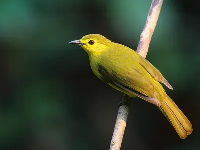 Yellow-browed Bulbul