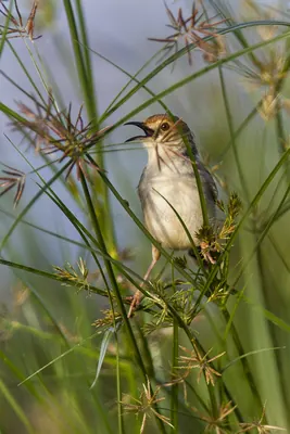 Winding Cisticola