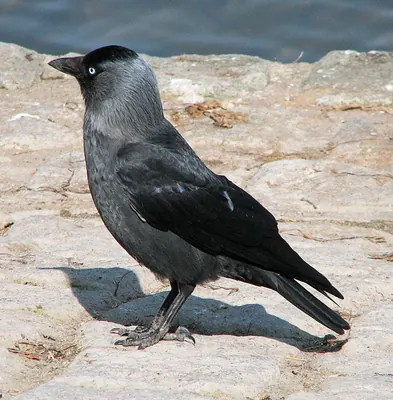Western Jackdaw