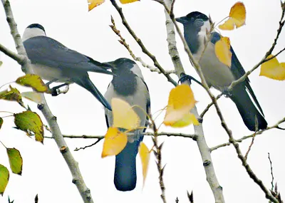 Daurian Jackdaw