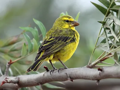 Brimstone Canary