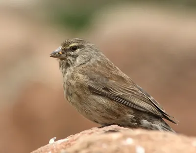 Drakensberg Siskin