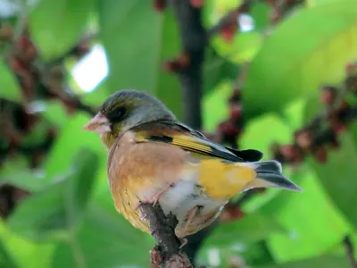 Grey-capped Greenfinch