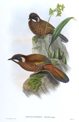 Black-faced Laughingthrush