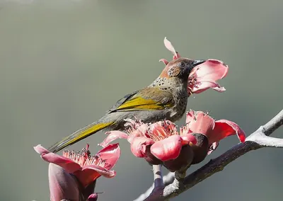Chestnut-crowned Laughingthrush