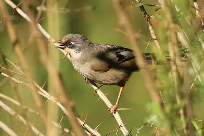 Variegated Laughingthrush