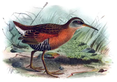 Ecuadorian Rail