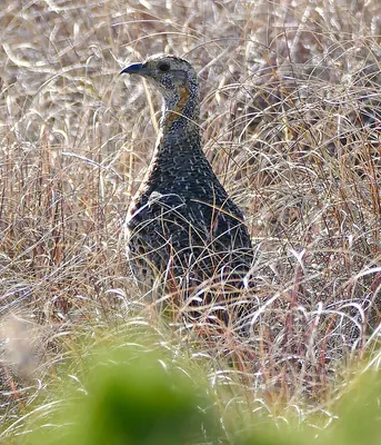 Grey-wing Francolin